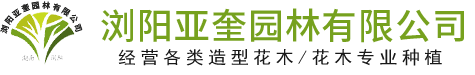 瀏陽(yáng)亞奎園林有限公司_瀏陽(yáng)紅花繼木和羅漢松|瀏陽(yáng)小葉女貞和榆樹(shù)|欏木石楠和桂花哪里的好
