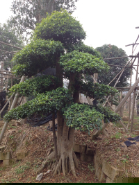 瀏陽造型花木有限公司,瀏陽紅花繼木和羅漢松,瀏陽小葉女貞和榆樹,欏木石楠和桂花哪里的好 瀏陽造型花木有限公司,瀏陽紅花繼木和羅漢松,瀏陽小葉女貞和榆樹,欏木石楠和桂花哪里的好
